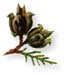 Thuja Leaves, Cut, 4oz.