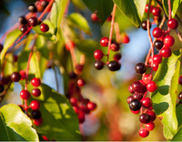 Wild Cherry Bark Capsules - 575 mg, 60 Veg Capsules each (Prunus serotina)