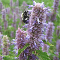 Anise Hyssop Seeds, 200 seeds (Hudson Valley Seed Co.)