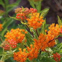 Butterfly Weed Seeds, 50 seeds (Hudson Valley Seed Co.)