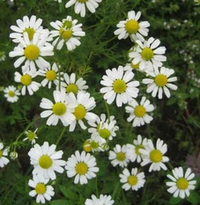 German Chamomile Seeds, 200 seeds (Hudson Valley Seed Co.)