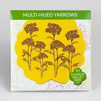 Multi-Hued Yarrows Seeds, 200 seeds (Hudson Valley Seed Co.)