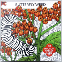 Butterfly Weed Seeds, 50 seeds (Hudson Valley Seed Co.)