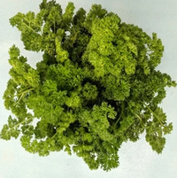 Moss Curled Parsley Seeds, 200 seeds (Hudson Valley Seed Co.)