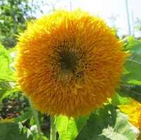 Teddy Bear Sunflower Seeds, 100 seeds (Hudson Valley Seed Co.)