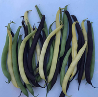 Tri-Color Bean Blend Seeds, 50 seeds (Hudson Valley Seed Co.)
